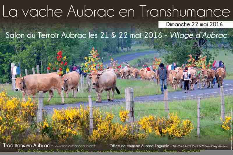 transhumance aubrac 2016