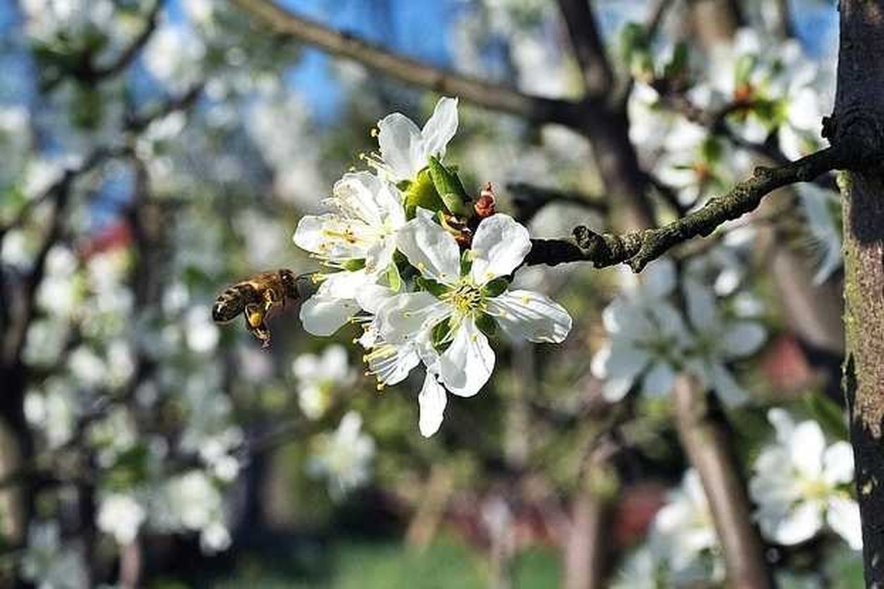 abeille dans une fleur de cerisier