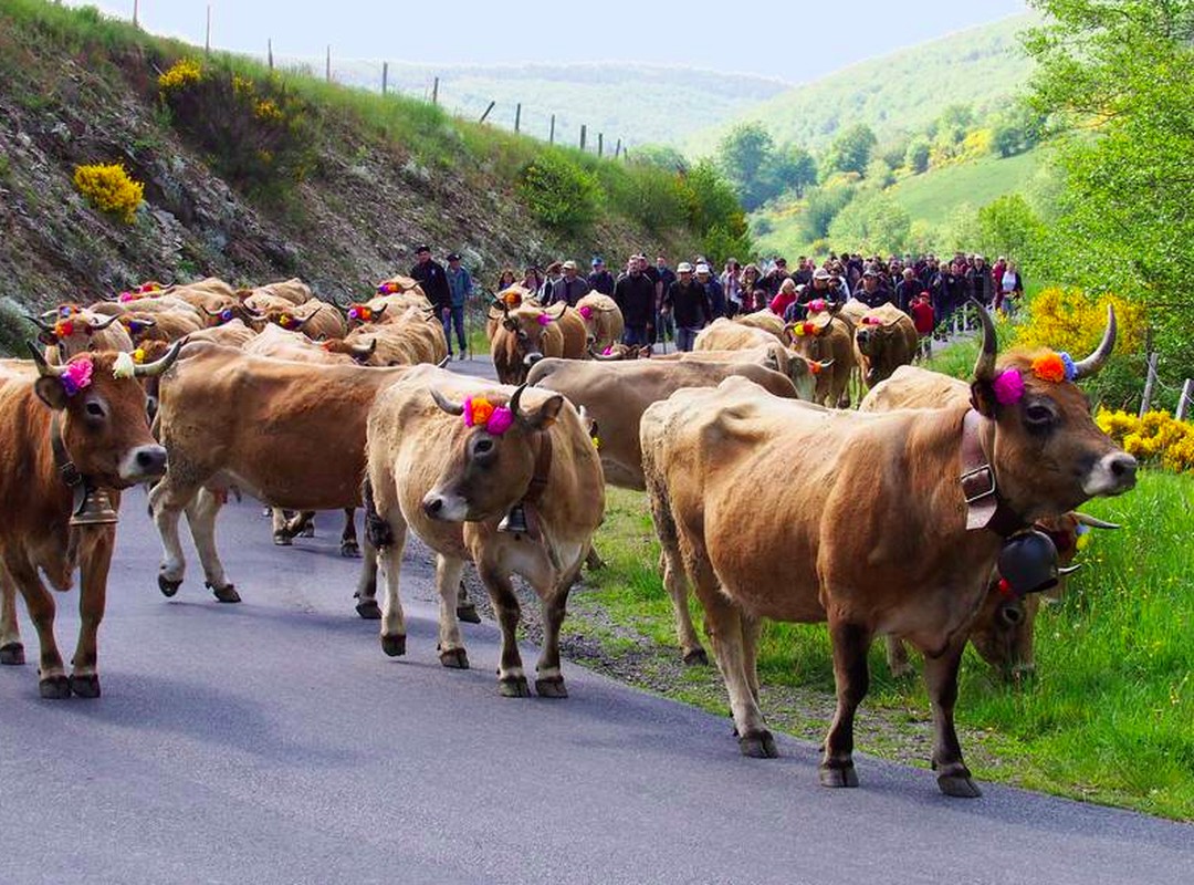 Vaches Aubrac en Transhumance