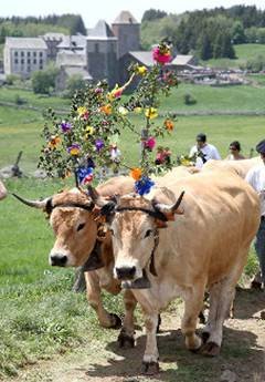 La Transhumance en Aubrac