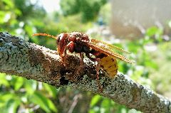 Camping La Romiguiere : Frelon