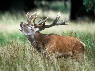 Brame du cerf en Aubrac Aveyron